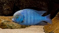 Worldwidetropicals live freshw for sale  Delivered anywhere in USA 