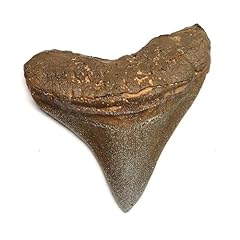 Tenet fossili usato  Spedito ovunque in Italia 