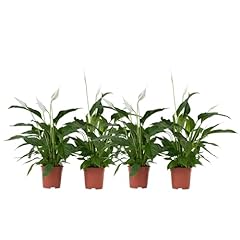 Plant box spathiphyllum for sale  Delivered anywhere in UK