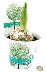Powers flowers aglio usato  Spedito ovunque in Italia 