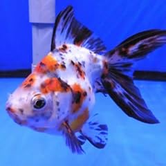 Calico ryukin goldfish for sale  Delivered anywhere in USA 