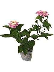 Lantana camara flowers for sale  Delivered anywhere in USA 