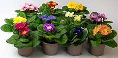 Primula acaulis primrose for sale  Delivered anywhere in UK