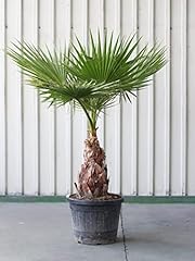 Palma messicana"Washingtonia robusta" pianta in vaso ø16 cm h. 50/60 cm usato  Spedito ovunque in Italia 