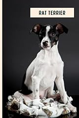 Rat terrier perfect for sale  Delivered anywhere in UK
