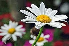Shasta daisy 100 for sale  Delivered anywhere in USA 