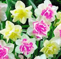 Double mixed daffodil for sale  Delivered anywhere in USA 
