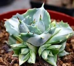 Agave shoji raijin usato  Spedito ovunque in Italia 