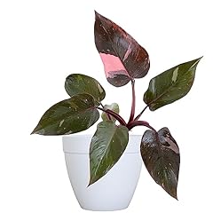 United nursery pink for sale  Delivered anywhere in USA 