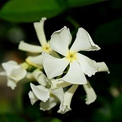 Star jasmine evergreen for sale  Delivered anywhere in Ireland
