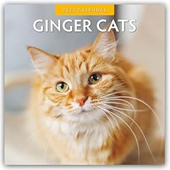 Ginger cats rote gebraucht kaufen  Wird an jeden Ort in Deutschland