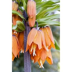 Kaiserkrone fritillaria imperi gebraucht kaufen  Wird an jeden Ort in Deutschland