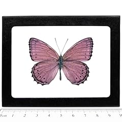 Bicbugs crenis pechueli for sale  Delivered anywhere in USA 