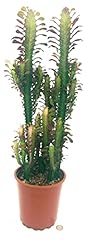 Euphorbia trigona red usato  Spedito ovunque in Italia 