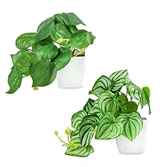 Cewor fake plants for sale  Delivered anywhere in USA 