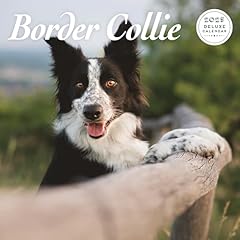 Border collie 2025 for sale  Delivered anywhere in Ireland