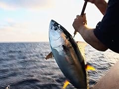 Lighting socal yellowfin for sale  Delivered anywhere in USA 