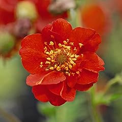 Geum mrs bradshaw for sale  Delivered anywhere in UK