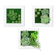 Magic moment succulent for sale  Delivered anywhere in USA 