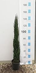Italian cypress tree for sale  Delivered anywhere in UK
