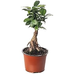 Ficus ginseng bonsai for sale  Delivered anywhere in UK