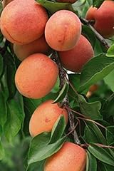 Dwarf apricot tree for sale  Delivered anywhere in Ireland