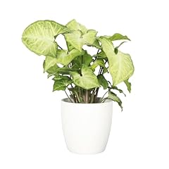 Thorsen greenhouse live for sale  Delivered anywhere in USA 