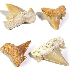 Yerleomit fossilien megalodon gebraucht kaufen  Wird an jeden Ort in Deutschland