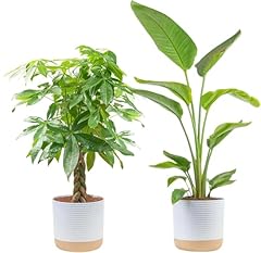 Costa farms live for sale  Delivered anywhere in USA 