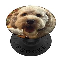 Cockapoo puppy dog for sale  Delivered anywhere in USA 