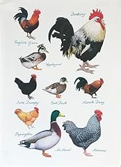 Half donkey ducks for sale  Delivered anywhere in UK