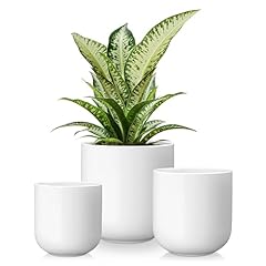 Vancasso ceramic plant for sale  Delivered anywhere in USA 