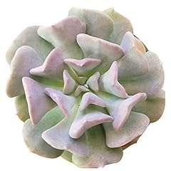Echeveria cubic frost for sale  Delivered anywhere in USA 