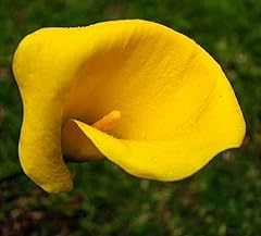 Universe calla lily for sale  Delivered anywhere in USA 