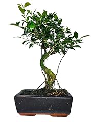 Giardini giulia bonsai usato  Spedito ovunque in Italia 