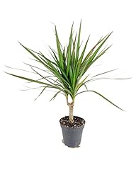 Green dracaena marginata for sale  Delivered anywhere in USA 