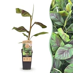 Greenboutiq bstpflanze japanis gebraucht kaufen  Wird an jeden Ort in Deutschland