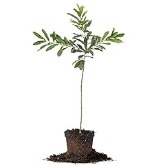 Sawtooth oak size for sale  Delivered anywhere in USA 