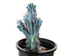 Cactus outlet curiosity for sale  Delivered anywhere in USA 