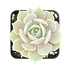 2in echeveria lola for sale  Delivered anywhere in USA 