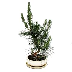 Bonsai pinus thunbergii usato  Spedito ovunque in Italia 