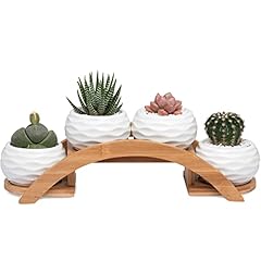 Liu succulent pots for sale  Delivered anywhere in USA 
