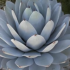 Votaniki hardy agave for sale  Delivered anywhere in USA 