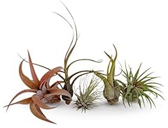 Air plants tillandsia for sale  Delivered anywhere in USA 