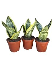 Generic superba snake for sale  Delivered anywhere in USA 