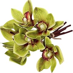 Nassmosse 6pcs cymbidium for sale  Delivered anywhere in UK
