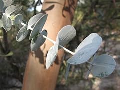 Eucalyptus perriniana seeds usato  Spedito ovunque in Italia 
