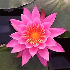 Live water lily for sale  Delivered anywhere in USA 