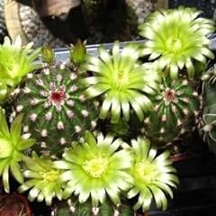 Semi di cactus verde Pitaya (Echinocereus viridiflorus) 80 + Semi usato  Spedito ovunque in Italia 
