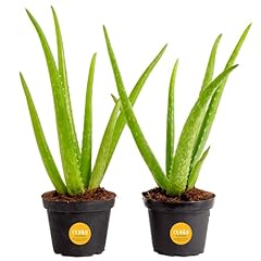 Costa farms aloe for sale  Delivered anywhere in USA 